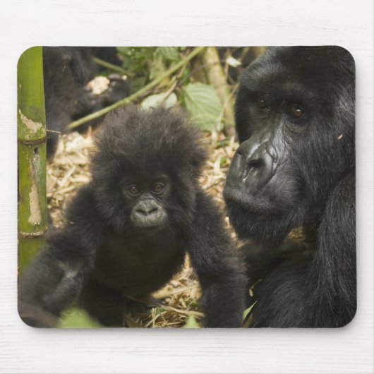 成獣と幼児のマウンテンゴリラ マウスパッド (正面)