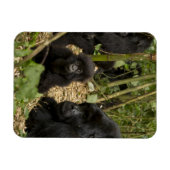 成獣と幼児のマウンテンゴリラ マグネット (横)