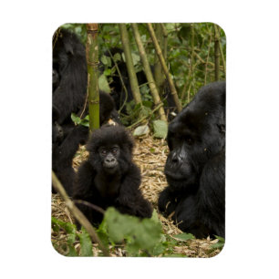 成獣と幼児のマウンテンゴリラ マグネット