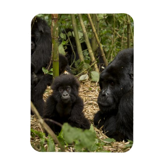 成獣と幼児のマウンテンゴリラ マグネット (縦)