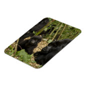 成獣と幼児のマウンテンゴリラ マグネット (左側)