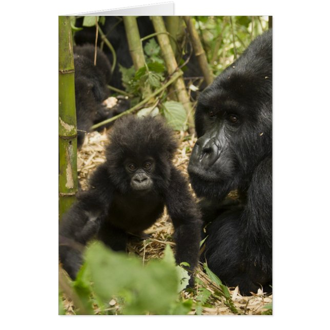 成獣と幼獣のマウンテンゴリラ (正面)