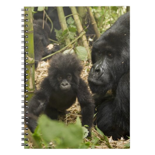 成獣と幼獣のマウンテンゴリラ ノートブック (正面)