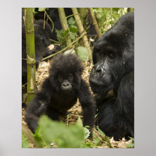 成獣と幼獣のマウンテンゴリラ ポスター (正面)