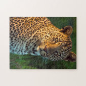 成獣のヒョウ(Panthera pardus)の子 ジグソーパズル (横)