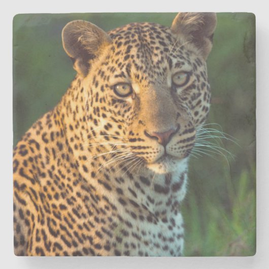 成獣のヒョウ（Panthera pardus）の子 ストーンコースター (正面)