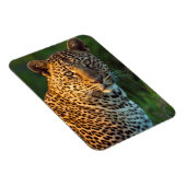 成獣のヒョウ（Panthera Pardus）の子 マグネット (右側)