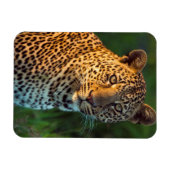 成獣のヒョウ（Panthera Pardus）の子 マグネット (横)
