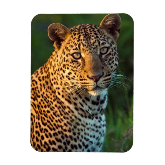 成獣のヒョウ（Panthera Pardus）の子 マグネット (縦)