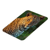 成獣のヒョウ（Panthera Pardus）の子 マグネット (左側)