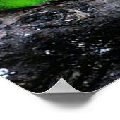 成虫のカナリアは小さな鳥で、約12.5世紀 ポスター (角)