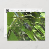 成虫のクロゴキブリトンボ（Reduviid）グッズ ポストカード (正面/裏面)