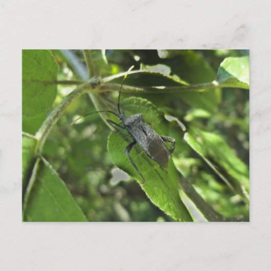 成虫のクロゴキブリトンボ（Reduviid）グッズ ポストカード (正面)