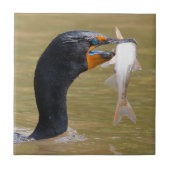 成虫の二重冠の輪郭 タイル (正面)