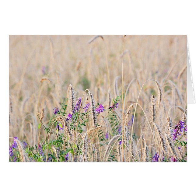 成長する穀物カード (正面横)