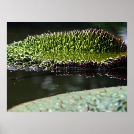 成長パッド ポスター (正面)