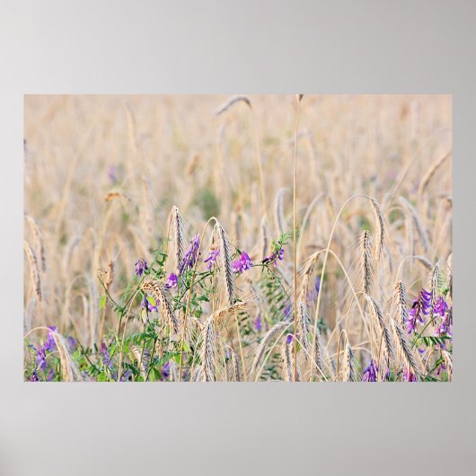 成長穀物ポスター ポスター (正面)