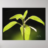 成長 ポスター (正面)