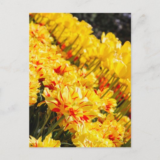 成長，金ゴールド ポストカード (正面)