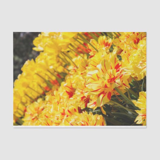 成長，金ゴールド 薄葉紙 (正面)