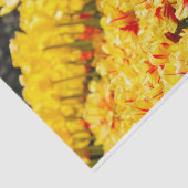 成長，金ゴールド 薄葉紙 (詳細)