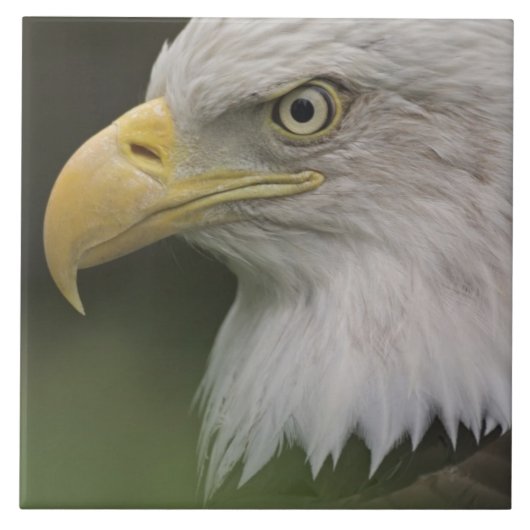 成鳥 白頭ワシの肖像 Haliaeetus タイル (正面)
