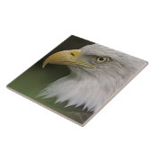 成鳥 白頭ワシの肖像 Haliaeetus タイル (側面)