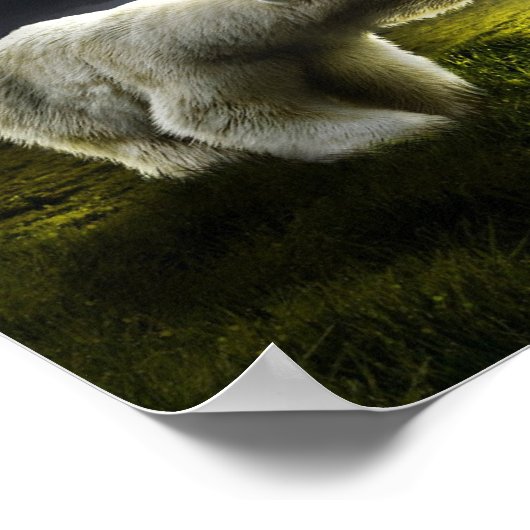 我々のポリア ポスター (角)