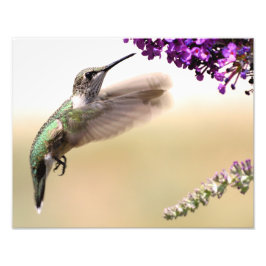 我々の家食べ物を与えの庭にあるハチドリの若者 フォトプリント           