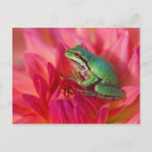 我々の庭の花の上で太平洋の木のカエル ポストカード (正面)