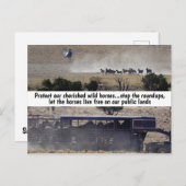 我々の救野生の馬のキャンペーン ポストカード (正面/裏面)