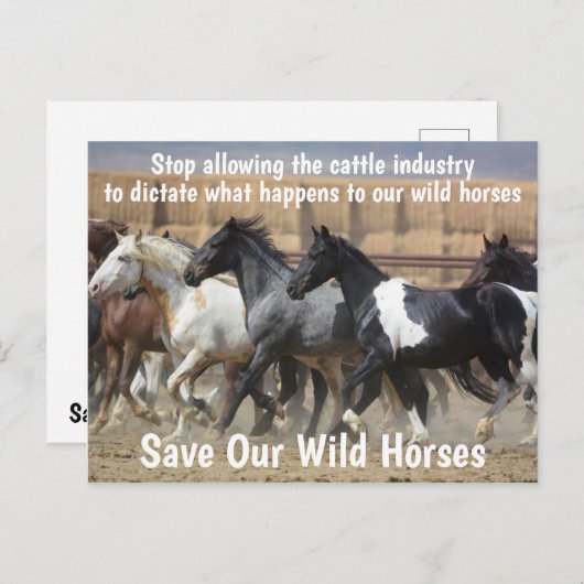 我々の救野生の馬のキャンペーン ポストカード (正面/裏面)