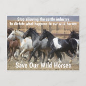 我々の救野生の馬のキャンペーン ポストカード (正面)