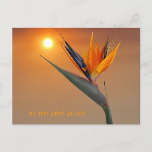 我々は我々と食べ同じだ ポストカード (正面)