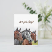 我々は考えるあなたは大丈夫を知るために馬の ポストカード (スタンド正面)