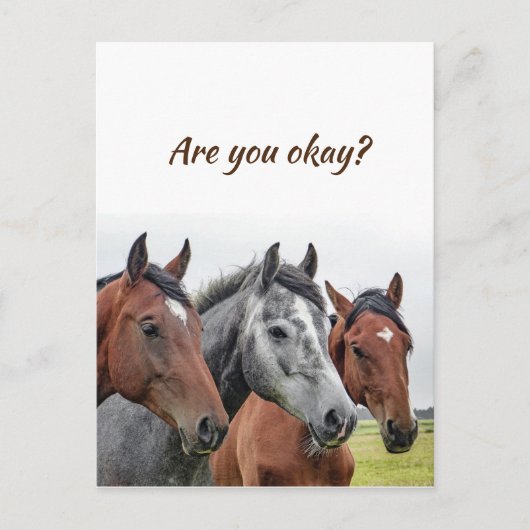 我々は考えるあなたは大丈夫を知るために馬の ポストカード (正面)