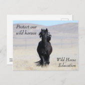 我保護らの野生の馬 ポストカード (正面/裏面)