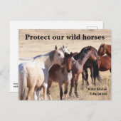 我保護らの野生の馬 ポストカード (正面/裏面)