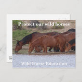 我保護らの野生の馬 ポストカード (正面/裏面)