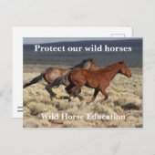 我保護らの野生の馬 ポストカード (正面/裏面)