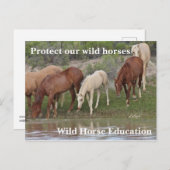 我保護らの野生の馬 ポストカード (正面/裏面)