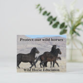 我保護らの野生の馬 ポストカード (スタンド正面)
