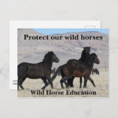 我保護らの野生の馬 ポストカード (正面/裏面)