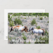 我保護らの野生の馬 ポストカード (正面/裏面)