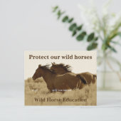 我保護らの野生の馬 ポストカード (スタンド正面)