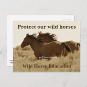 我保護らの野生の馬 ポストカード (正面/裏面)