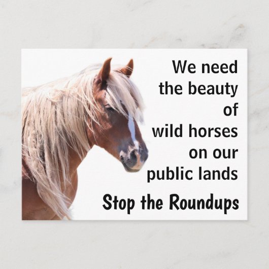 我救らの野生馬 ポストカード (正面)