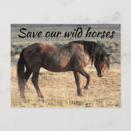 我救らの野生馬 ポストカード