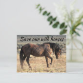 我救らの野生馬 ポストカード (スタンド正面)