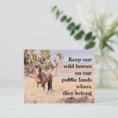 我救らの野生馬 ポストカード (スタンド正面)